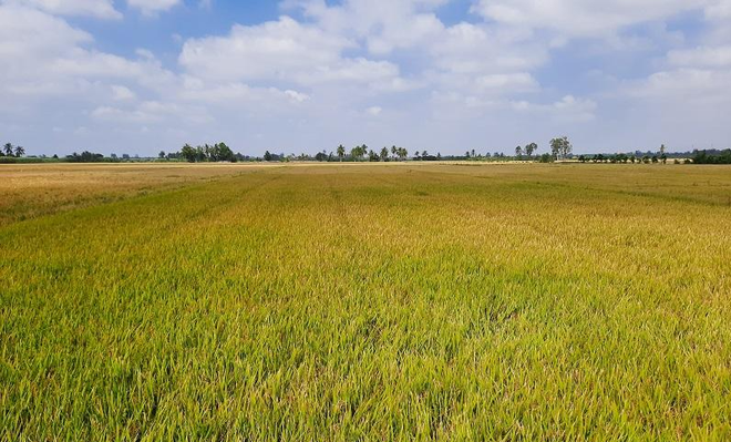 Long An is allowed to transfer 142.61 hectares of rice land to use as ...